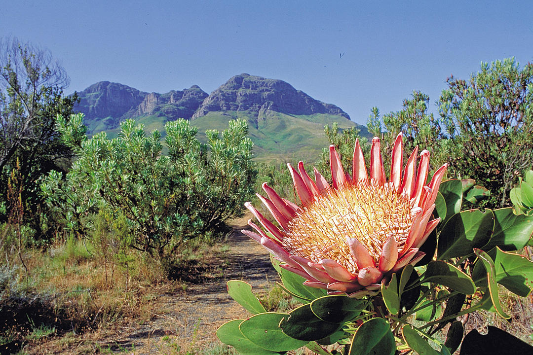 Taffelberget och Kirstenboschimage - 1